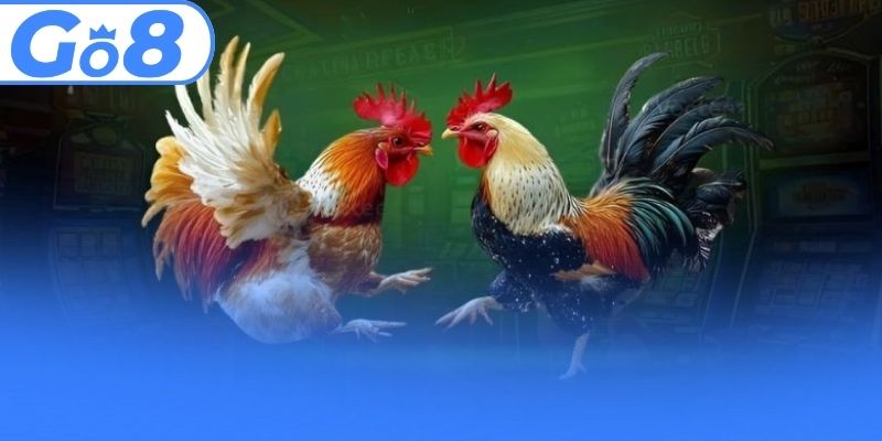 Cơ cấu đặt cược minh bạch tại đá gà GO8