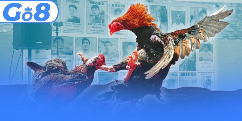 Đấu trường chọi kê đỉnh cao đá gà GO8
