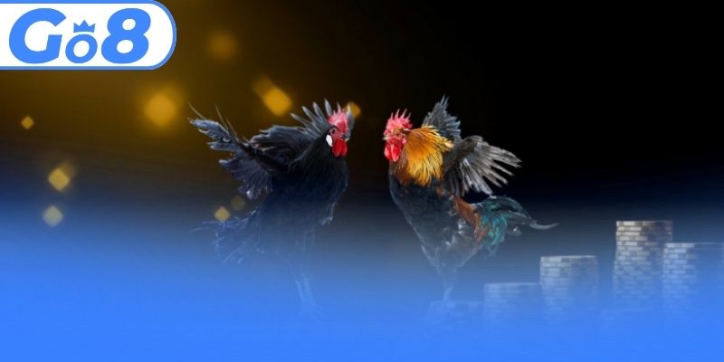 Top 3 sảnh phát sóng đá gà GO8 chất lượng